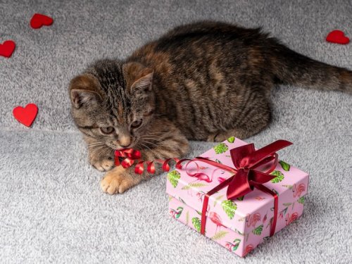 The Cat Called Valentine Gift